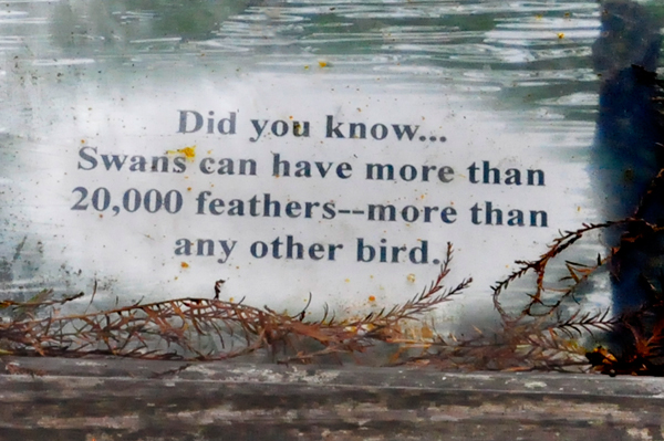 sign about swans